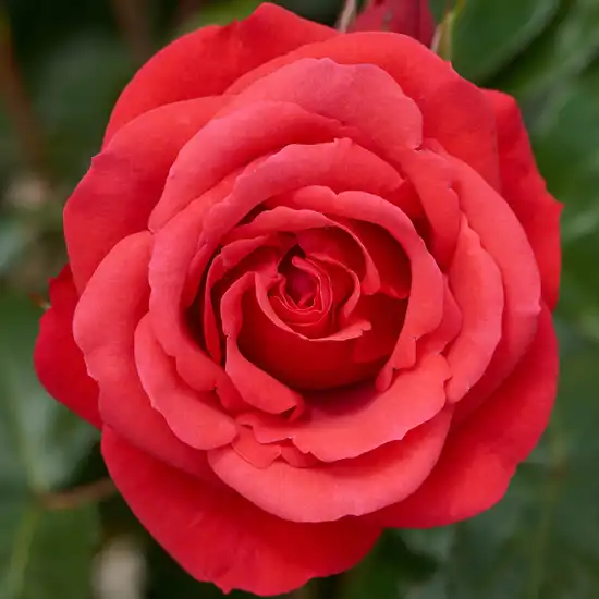 150-200 cm - Trandafiri - Jive ™ - 